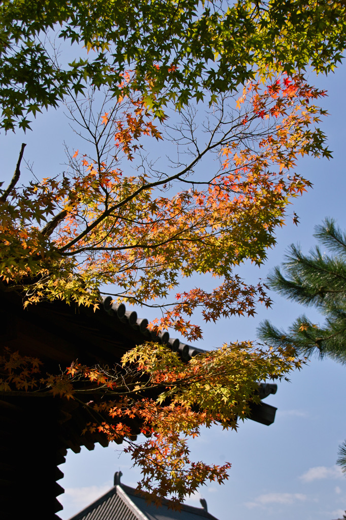 もみじ　唐招提寺にて