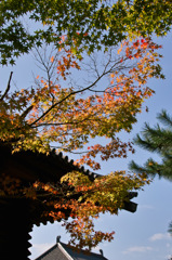 もみじ　唐招提寺にて