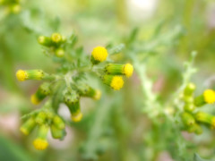 路傍の花　野襤褸菊 （のぼろぎく）
