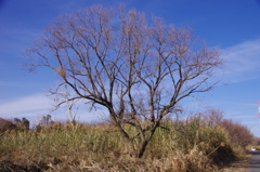 淀川河川敷