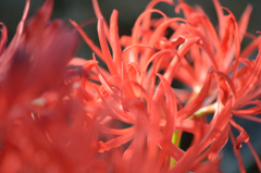 ヤエザキヒガンバナ