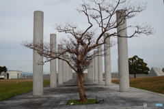 サルスベリ サルスベリ