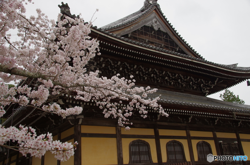 南禅寺　桜