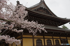 南禅寺　桜