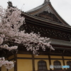 南禅寺　桜