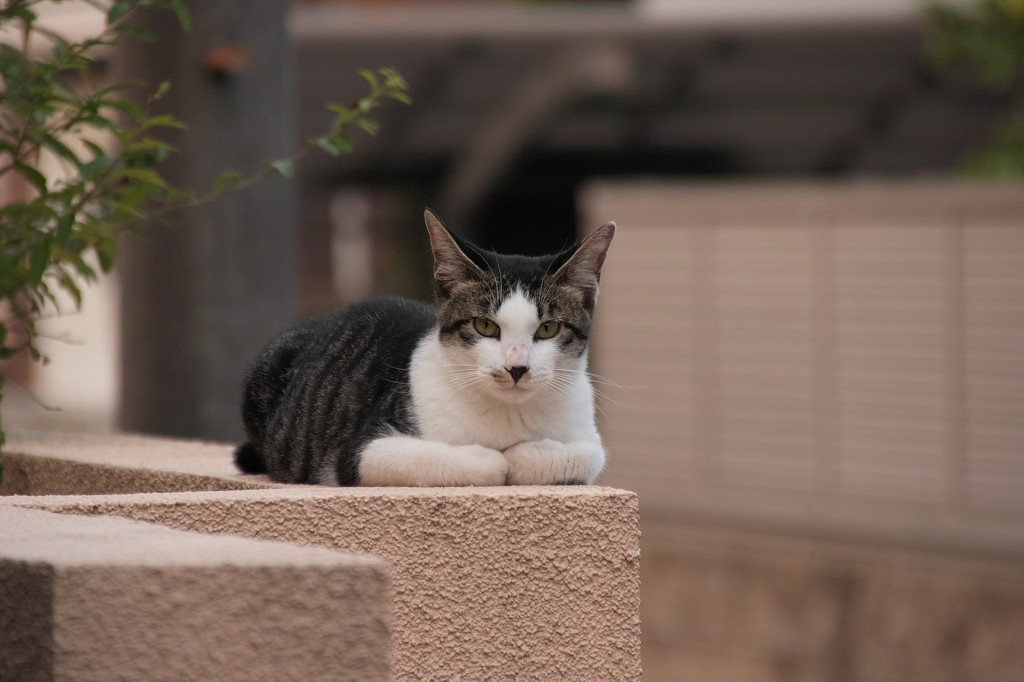 おはようございます