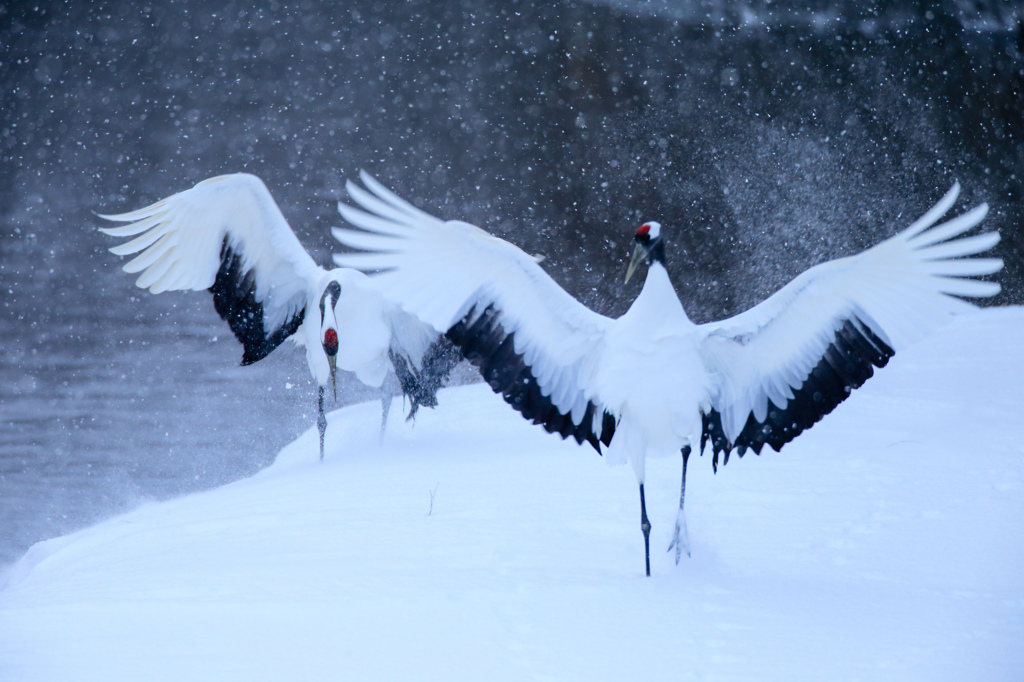 雪とともに舞う