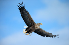 White-tailed eagle