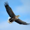 White-tailed eagle