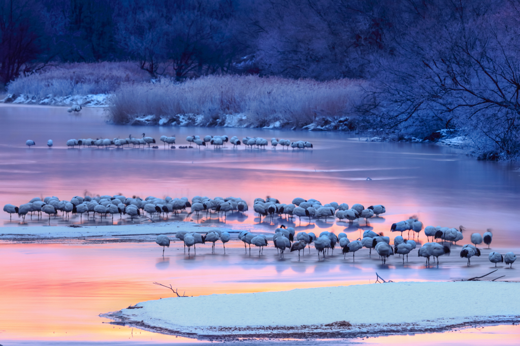 Dawn of the roost