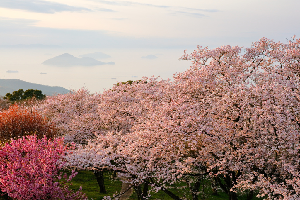 紫雲出山の桜