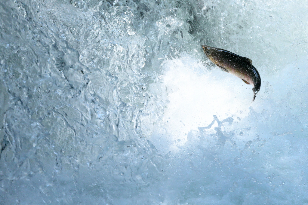 Splash