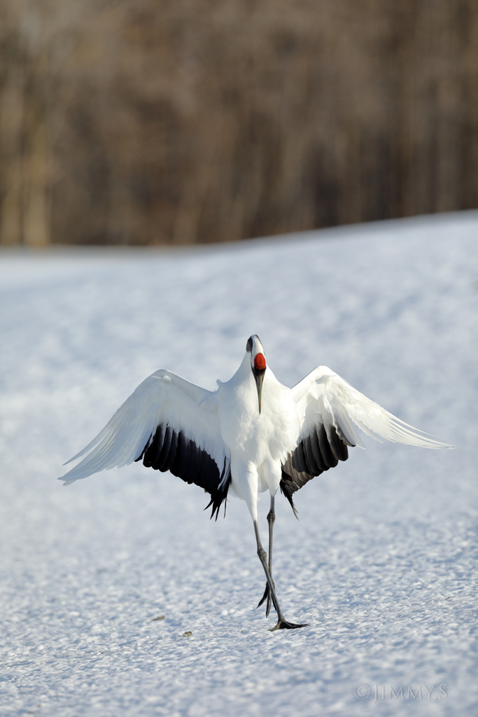 雪上のバレリーナ