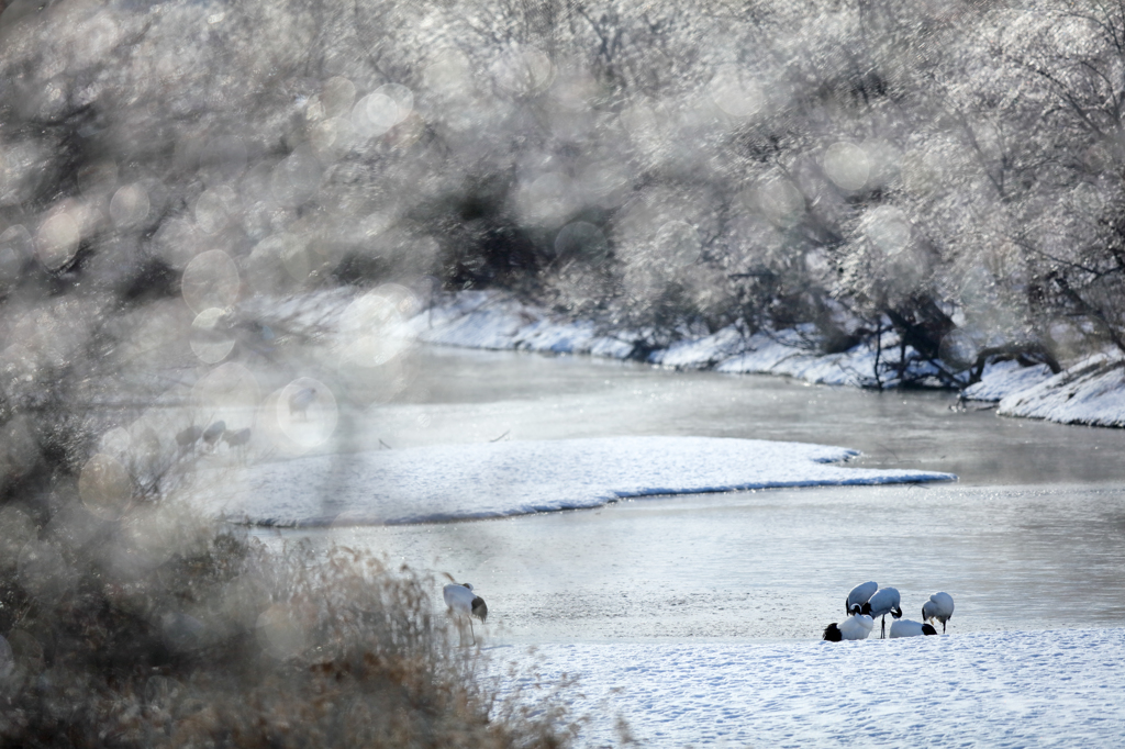 雪裡川の朝