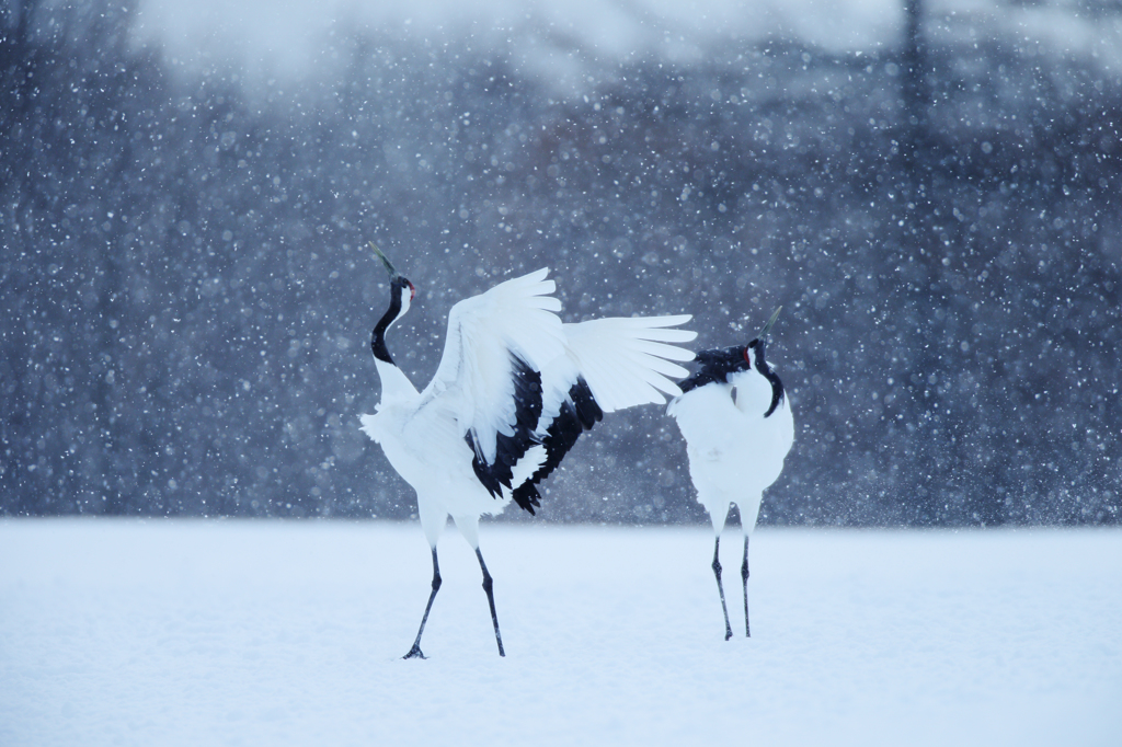 雪やこんこん♪