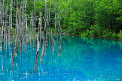 7月の青い池