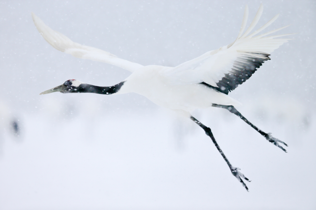 Grus Japonensis