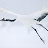 Grus Japonensis