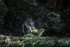 水浴び♪