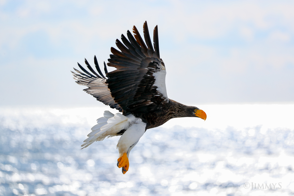 Seller's sea eagle