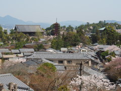 宮島の春