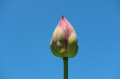 ハスの花1
