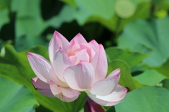 ハスの花2