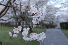 散歩道の桜