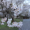 散歩道の桜