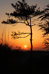 たそがれ松子の夕暮れ