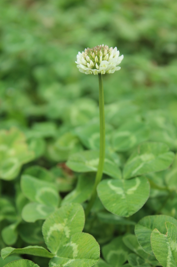 野の草花