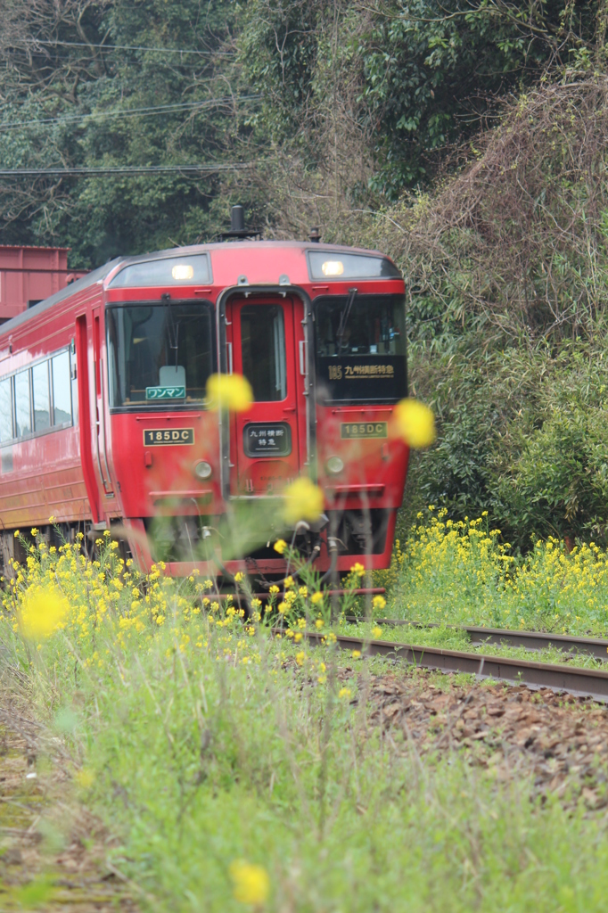 菜の花に見送られて…