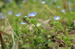 野の花