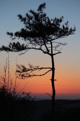 たそがれ松男の夕暮れ