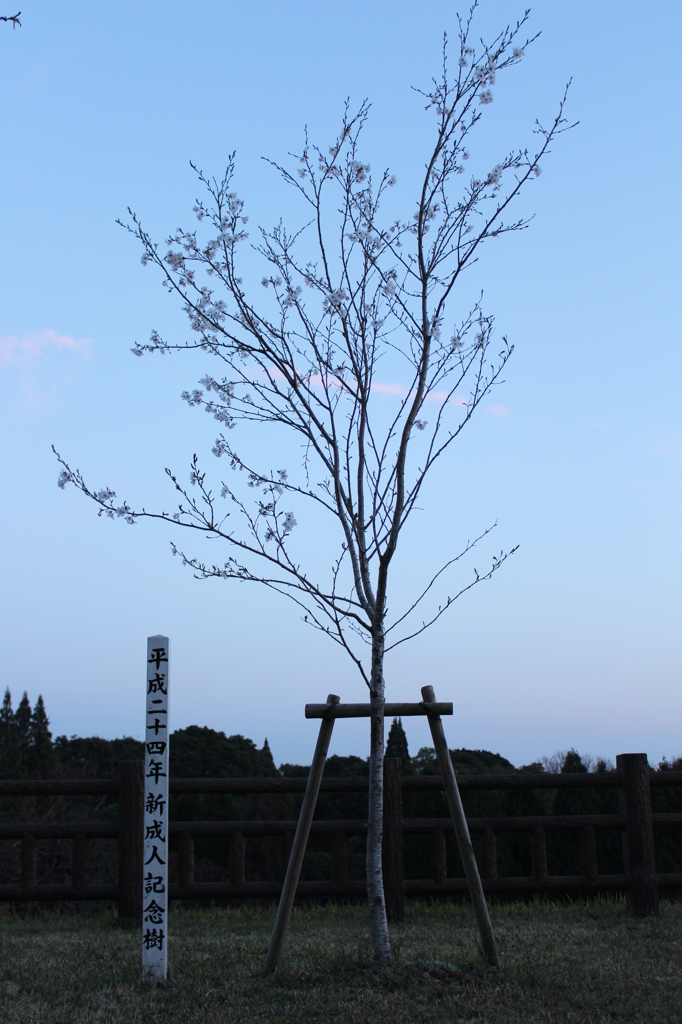 花を咲かせ始めたみんな