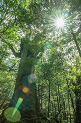 屋久島　苔のもり　太陽