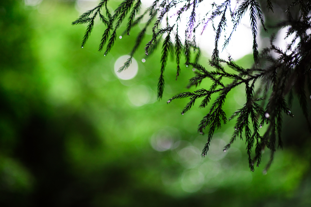 雨