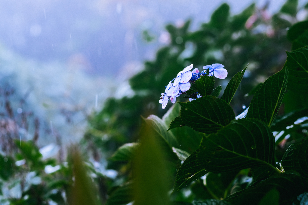 中秋の雨の紫陽花