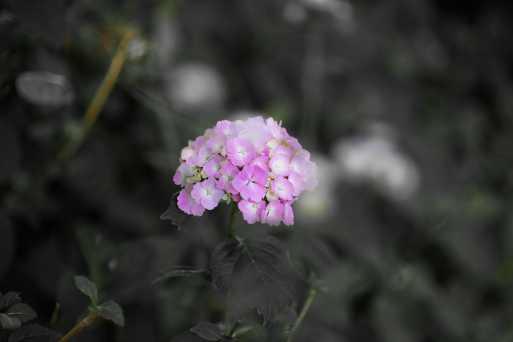 Hydrangea