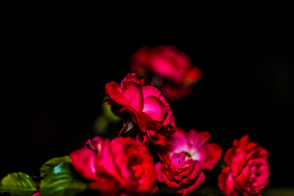 rose