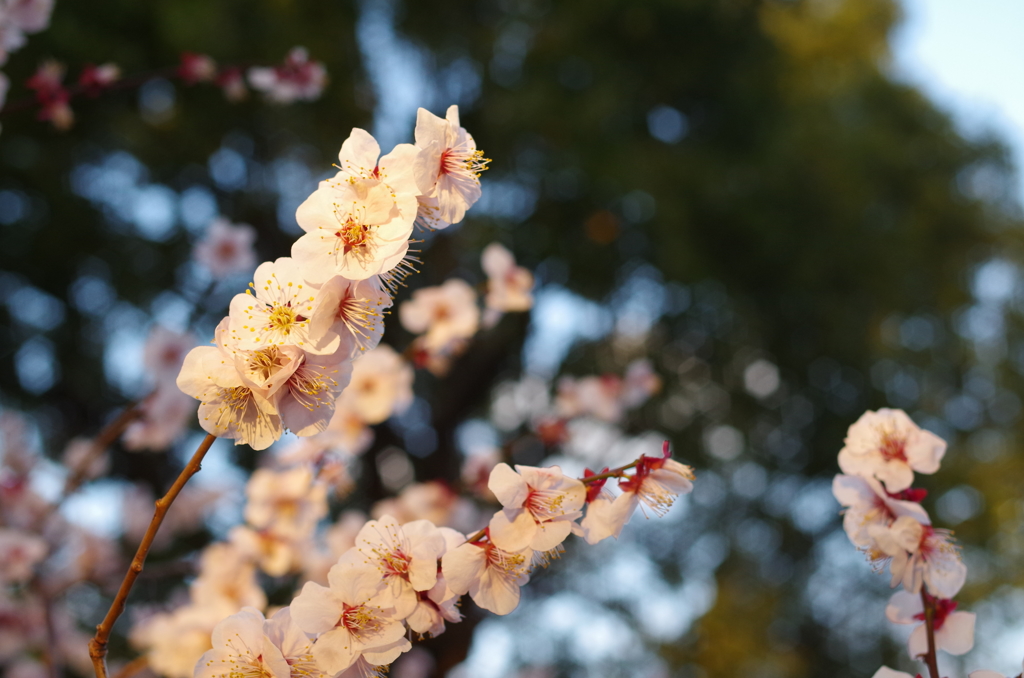 梅の花