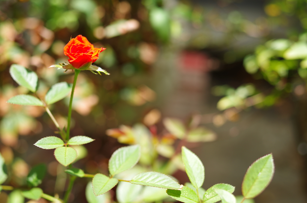 ベランダの花