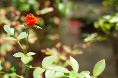 ベランダの花