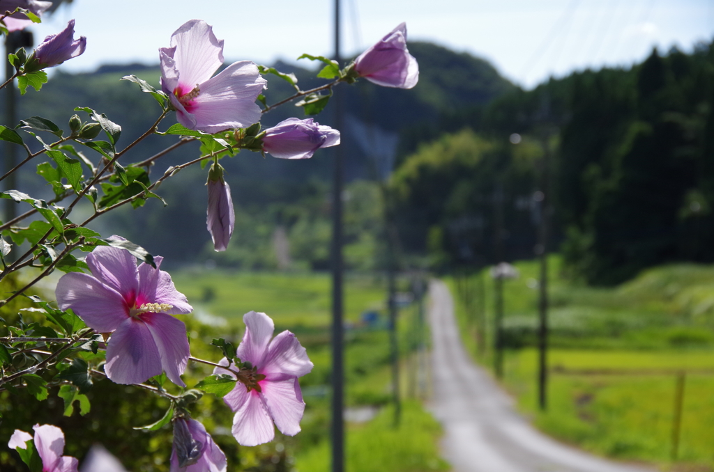 夏の一本道