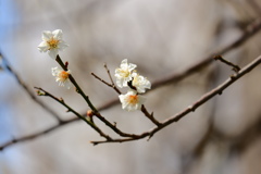 梅　その２