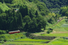 深緑に映えて