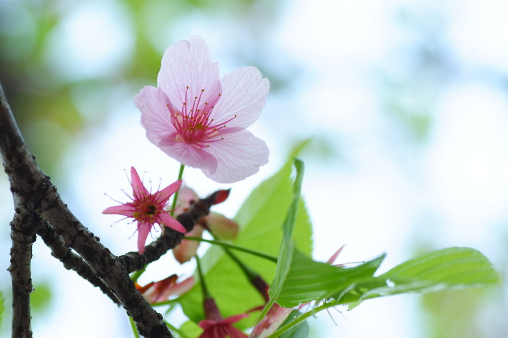 桜と若葉 By Pikkari Id 写真共有サイト Photohito