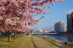 河津桜の咲く風景