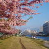 河津桜の咲く風景