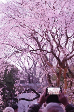 花を見上げて